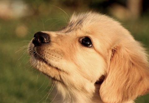 Sofi, Spencer Sherman’s golden retriever back when she was a puppy. “Whenever I see Sofi, my heart opens completely. She is such a perfect expression of what it means to love and be loved," Sherman wrote. "The fact that two species that are so different can understand, cooperate, and embrace one another simply blows my mind. She licks my nose, and I have no mind left at all, only overflowing love.”