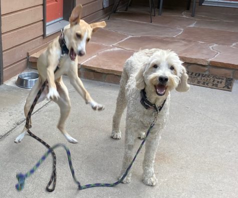 Dennis Gagnon’s in-law’s dogs, Cosmo and Stardust Engelhart. “They were asked ‘Who wants to go for a walk?’ Cosmo responded by jumping up, with all four feet off the ground,”Gagnon wrote.