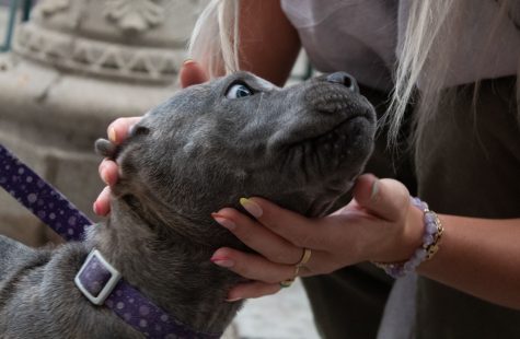 A woman petting Luna outside of the Isla Vista Market in Goleta, Calif. “Animals are little balls of joy, no matter the breed or type of animal. I have never had my own pet, so coming in contact with other people's animals sends a little spike of serotonin throughout my body, especially when they seem as happy as this dog does. While it is always quite fun to pet the cat or dog you see on the street or meet at someone's home, animals also represent a part of nature that humans can't really relate to,” Alena Mauhs wrote. “Nature is a very healing aspect of this world, and immersing yourself as much as you can will bring you to see that. Animals and pets also have this ability in a less immersive sense, but more of a comforting one. Even if they don't know you, like the dog in the picture, they will still give you love.”