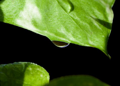 Jasper Ferguson’s pothos plant in his art studio on Oct. 29. “Sunlight brings me joy. Nature brings me joy. Noticing small, beautiful details, like water droplets, brings me joy,” Ferguson wrote. “This photograph captures all of those things in one photograph.”