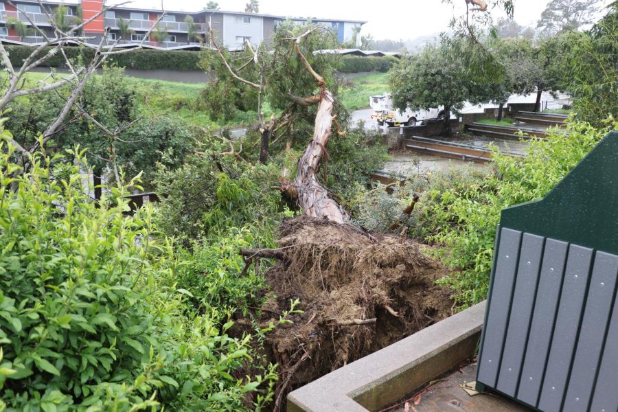 A large eucalyptus tree drapes across Loma Alta drive and student motorcycle parking on City Colleges Main Campus on March 21 in Santa Barbara, Calif. The tree roots are exposed from employee parking on East Campus.