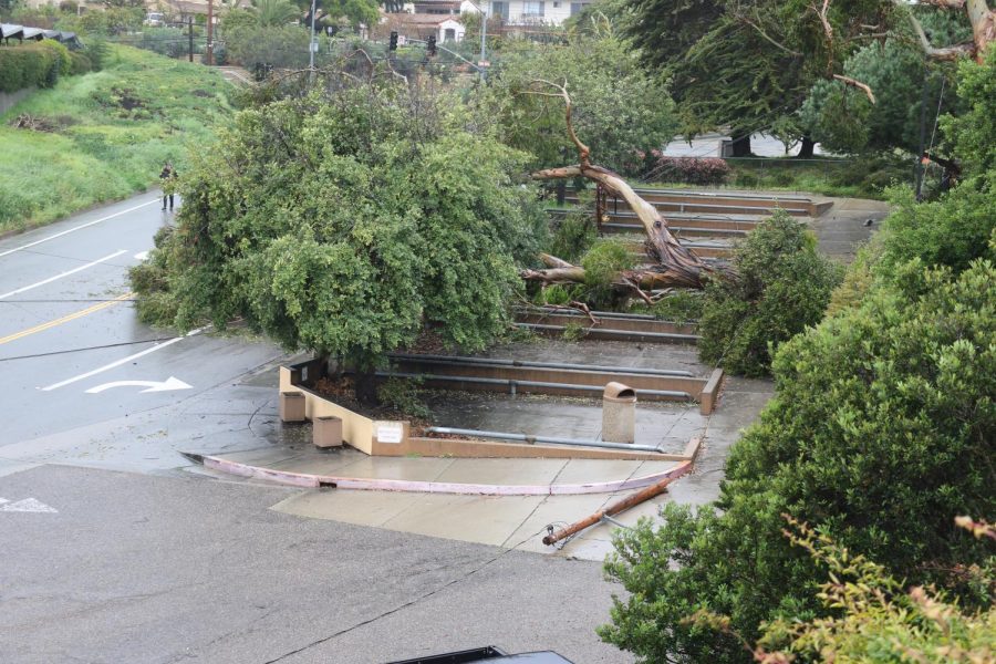 A large tree falls across City Colleges Main Campus, barricading the motorcycle and student parking off of Loma Alta drive on March 21 in Santa Barbara, Calif. No visible vehicles are damaged.