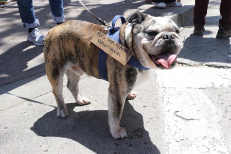 9-year-old Humphrey bravely stands on the corner of Figueroa street and State street during the reproductive rights protest on March 15 in Santa Barbara, Calif. Attached to his harness, a sign reads "Pups for Planned Parenthood".