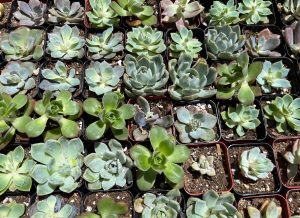 A cluster of succulents that were being given away by the ASG to students on Thursday, April 20 on East Campus in Santa Barbara, Calif. Any student who came buy was allowed to grab a free plant in order to celebrate Earth Week.