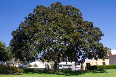 A fig tree (Ficus microcarpa) stands with a full canopy of leaves shading Friendship Plaza in front of the cafeteria on Tuesday, April 11 on East Campus at City College.