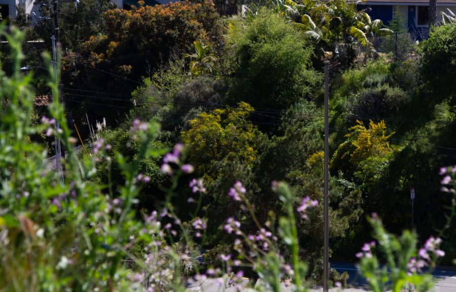 The two hillsides between East and West campus that line Cliff Drive on Thursday, April 6 in the parking lot of East Campus in Santa Barbara, Calif.