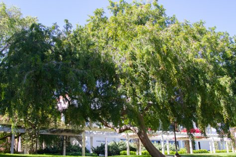 The weeping Chinese elm tree in the field between the Physical Science buildings on Thursday, April 6 on East Campus.