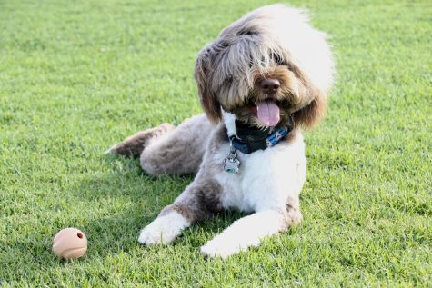 Portuguese Water Dog Dart is picture ready on City College's Great Meadow in Santa Barbara, Calif. 