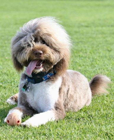 One-year-old Dart guards his ball on the Great Meadow on May 4 in Santa Barbara, Calif. The gentle giant has his second birthday on May 13. 