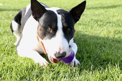 Bull Terrier Trousers guards his ball on the Great Meadow in Santa Barbara, Calif. 