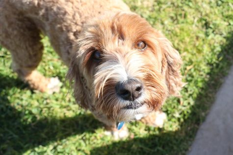 Gus's puppy eyes are slightly convincing to give him another treat. The lady's man can be found galloping around City College's Great Meadow in Santa Barbara, Calif.