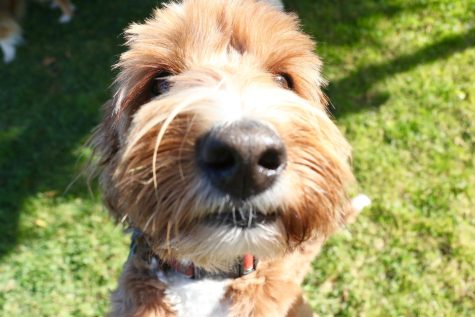 Gus sniffs out the scene during the daily play-date on City College's campus on May 11 in Santa Barbara, Calif.