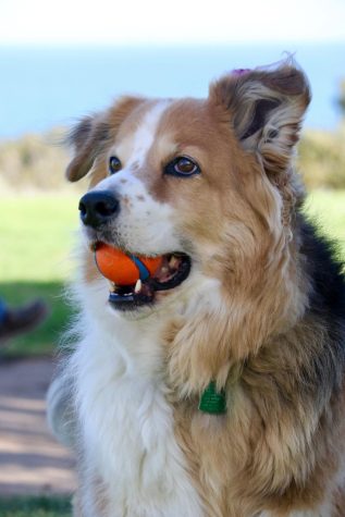 Maize hogs her favorite ball during playtime with her friends on the Great Meadow on May 11 in Santa Barbara, Calif. Maize also wears a purple feather in her hair after her latest grooming.