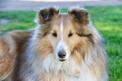 Sonny the Sheltie is the Belle of the ball on the Great Meadow, where all of the locals hang out on May 11 in Santa Barbara, Calif.