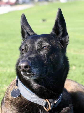 Karma keeps an eye on the pack on the Great Meadow in Santa Barbara, Calif.