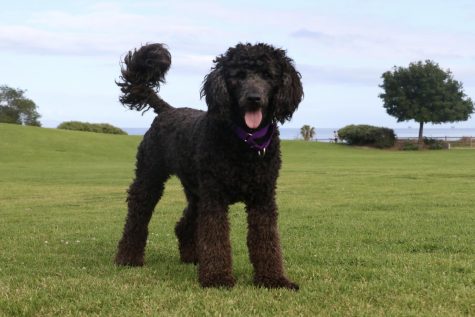 Chloe stands her ground on the Great Meadow in Santa Barbara, Calif. Not yet two-years old, the Aussie Doodle spends her summers in Santa Barbara.