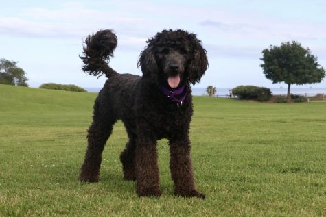 Chloe stands her ground on the Great Meadow in Santa Barbara, Calif. Not yet two-years old, the Aussie Doodle spends her summers in Santa Barbara.