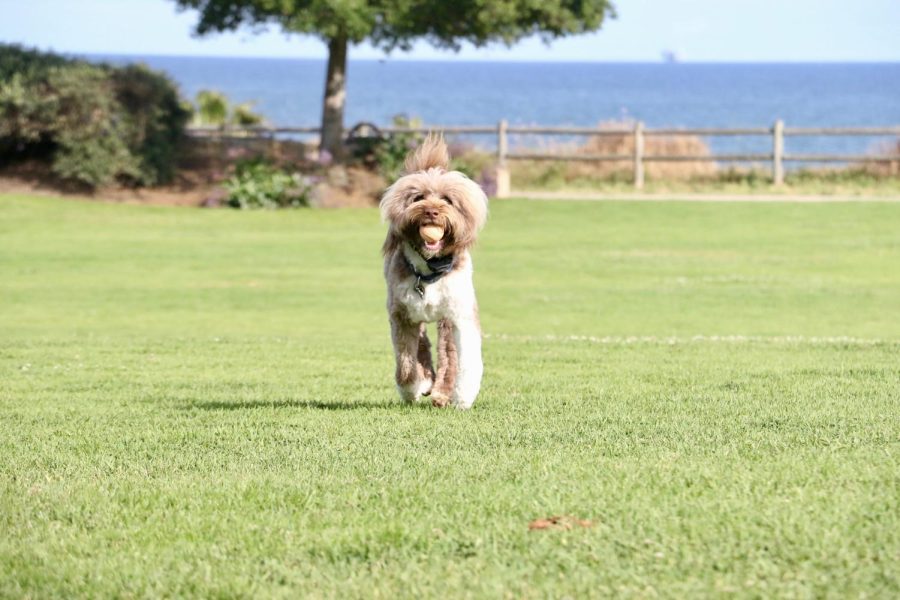 The dogs of Santa Barbara come to SBCC each day, filling the Great Meadow with furry friends