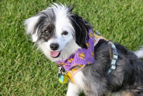 One-year-old Luna reps her Laker's gear on City College's campus on May 11 in Santa Barbara, Calif.