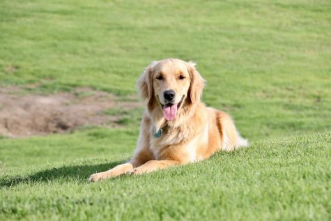 Ocean's golden fur eliminates her coat as she sunbathes on City College's lawn on March 4 in Santa Barbara, Calif. The one-year-old Golden Retriever often visits the Great Meadow to run, lay, and receive pets from anyone who passes.