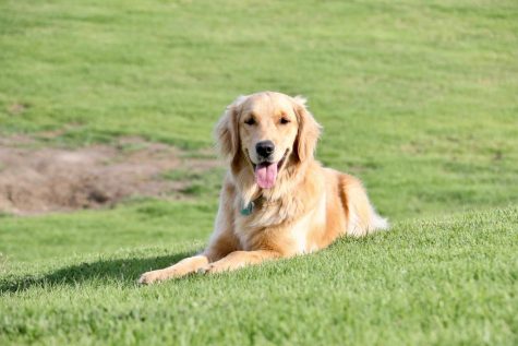 Ocean's golden fur eliminates her coat as she sunbathes on City College's lawn on March 4 in Santa Barbara, Calif. The one-year-old Golden Retriever often visits the Great Meadow to run, lay, and receive pets from anyone who passes.