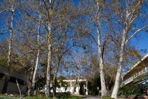 On East Campus beyond the bridge, the Sycamore grove stands with bare leaves on Tuesday, April 11 in Santa Barbara Calif.