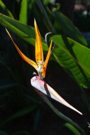 Scattered throughout campus, Bird of Paradise plants are lighting up the greenery with their vibrant colors on Tuesday, April 11 on East Campus.