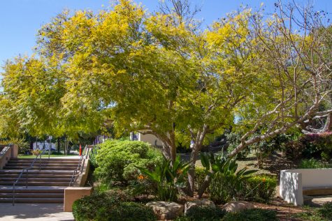 A Jacaranda tree illuminated by the sun and standing out behind the blue sky on Tuesday, April 11 in Santa Barbara Calif.