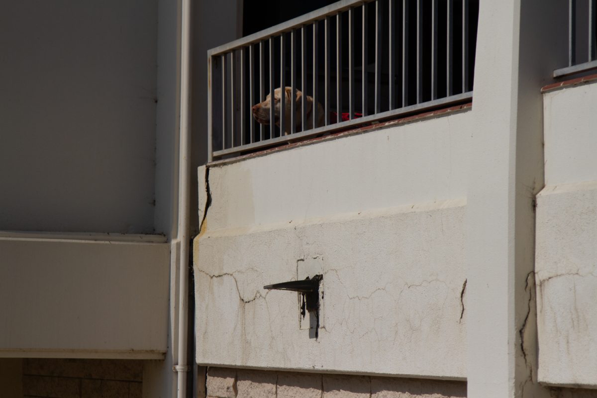 File photo of Max, therapy dog, stares out at Leadbetter Beach above the cracked walls of the Sports Pavilion on Oct 14, 2024. These cracks have been an safety issue for a number of years, and have been paved over on multiple occasions, according to Kathy O’Connor, chair of physical education.